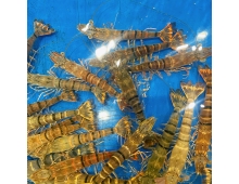 Tôm Sú