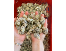 Ốc Hương