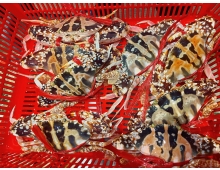 Ghẹ Đỏ